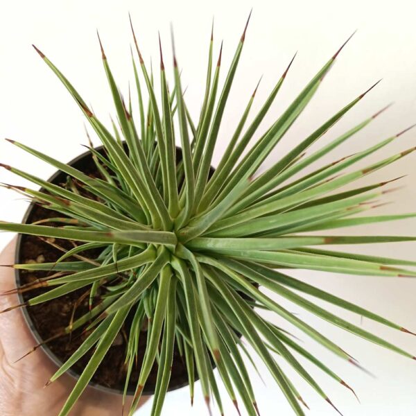 Agave Stricta Nana