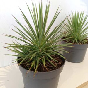 Agave Stricta Nana