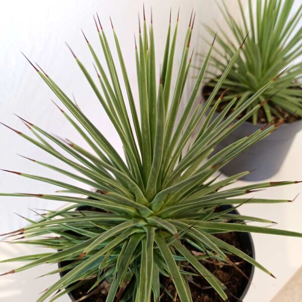 Agave Stricta Nana
