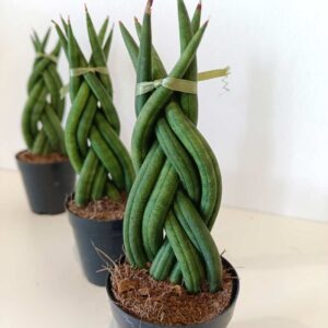 Sansevieria cylindrica