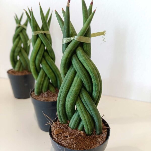 Sansevieria cylindrica
