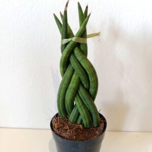 Sansevieria cylindrica
