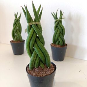Sansevieria cylindrica