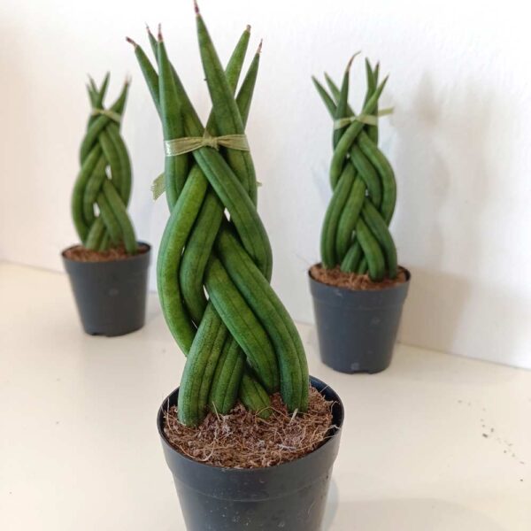 Sansevieria cylindrica