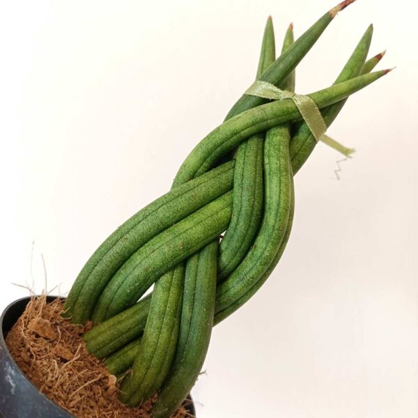 Sansevieria cylindrica