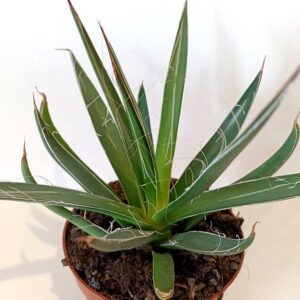 Agave Filifera (agawa nitkowa)