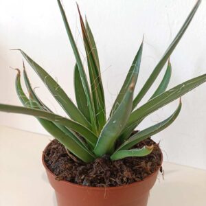 Agave Filifera (agawa nitkowa)