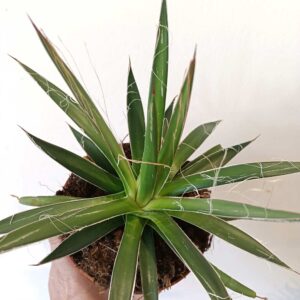Agave Filifera (agawa nitkowa)