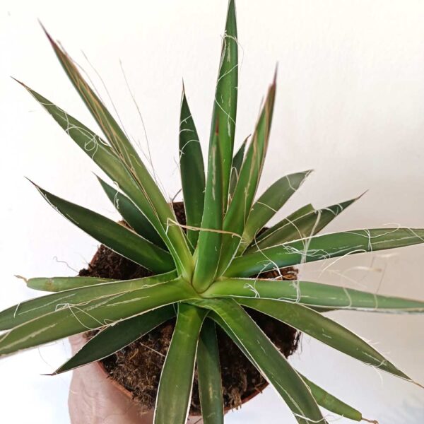 Agave Filifera (agawa nitkowa)