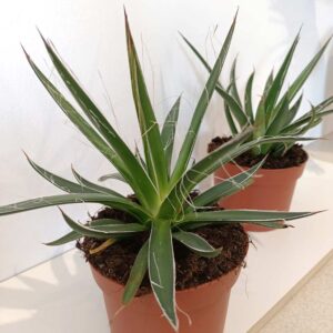 Agave Filifera (agawa nitkowa)