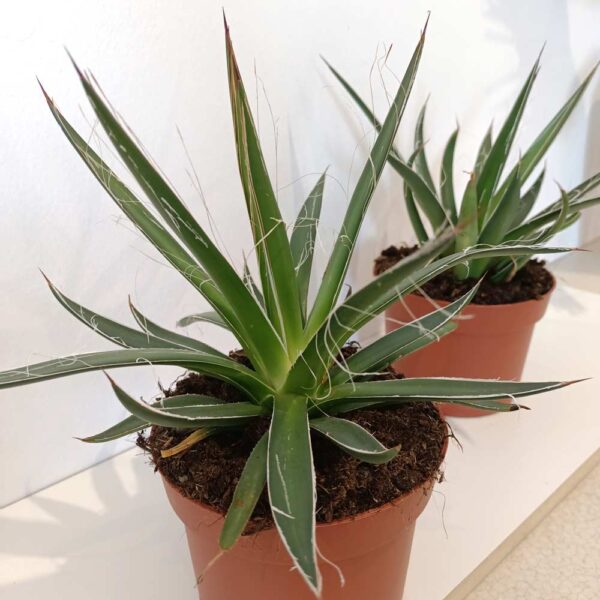 Agave Filifera (agawa nitkowa)