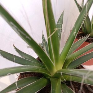 Agave Filifera (agawa nitkowa)