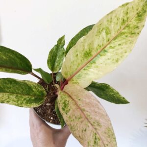 Anthurium Renaissance variegata
