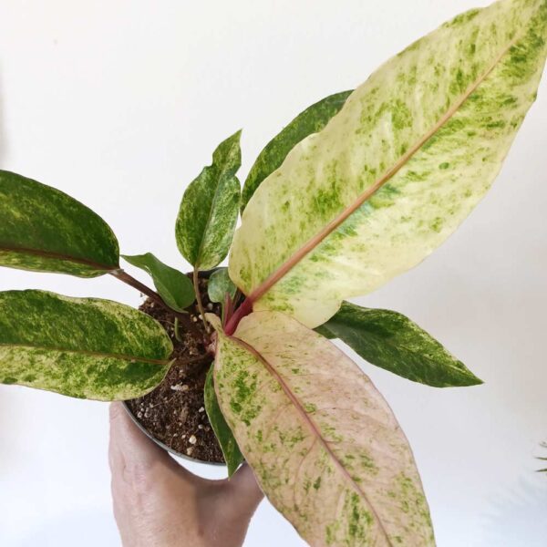 Anthurium Renaissance variegata