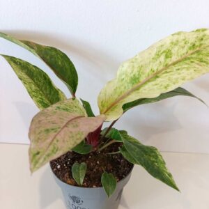 Anthurium Renaissance variegata