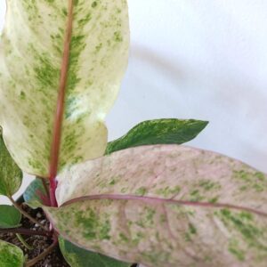 Anthurium Renaissance variegata