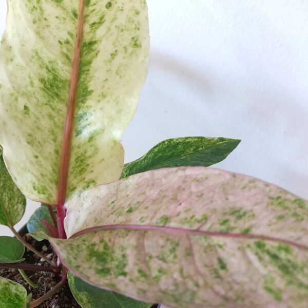 Anthurium Renaissance variegata