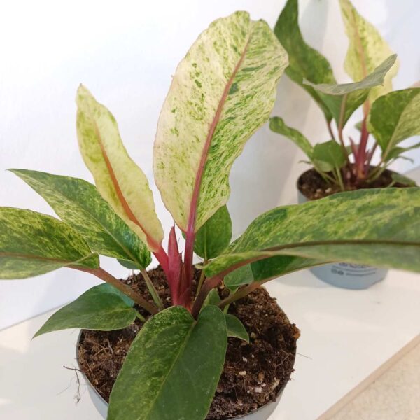 Anthurium Renaissance variegata