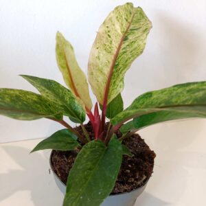 Anthurium Renaissance variegata