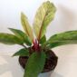 Anthurium Renaissance variegata