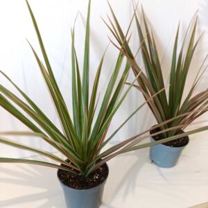 Dracaena marginata Bicolor-dracena obrzeżona