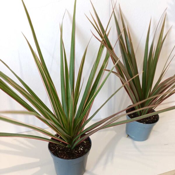 Dracaena marginata Bicolor-dracena obrzeżona Dracaena marginata Bicolor-dracena obrzeżona