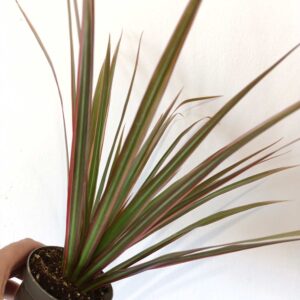 Dracaena marginata Bicolor-dracena obrzeżona