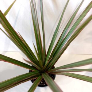 Dracaena marginata Bicolor-dracena obrzeżona