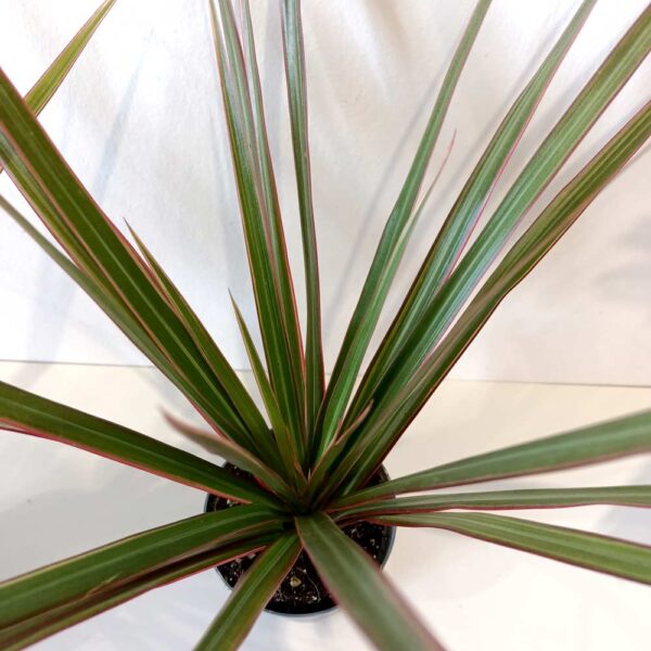 Dracaena marginata Bicolor-dracena obrzeżona