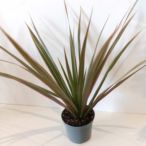 Dracaena marginata Bicolor-dracena obrzeżona