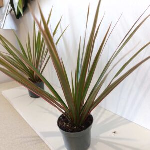 Dracaena marginata Bicolor-dracena obrzeżona