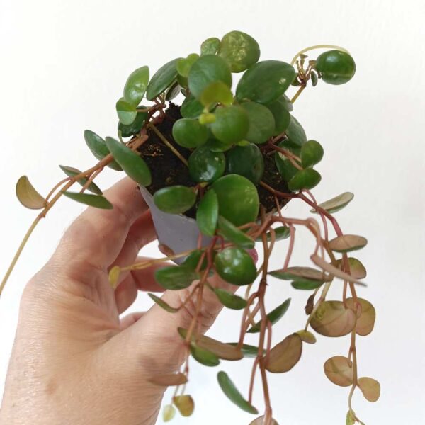 Peperomia Pepperspot Peperomia Pepperspot