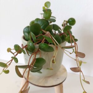 Peperomia Pepperspot
