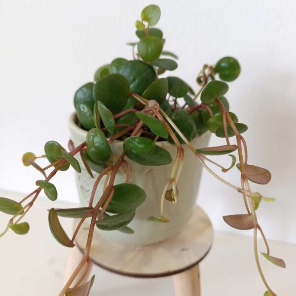 Peperomia Pepperspot