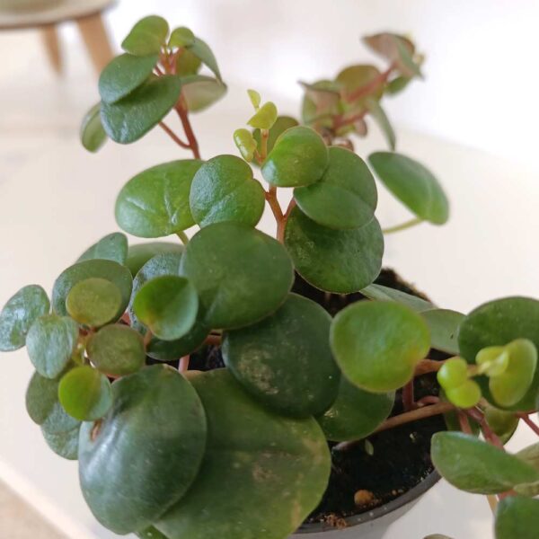 Peperomia Pepperspot