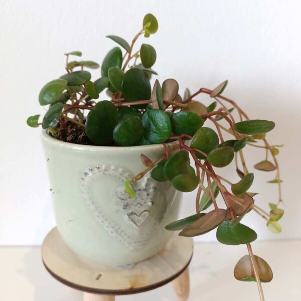 Peperomia Pepperspot