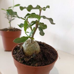 Fockea Edulis
