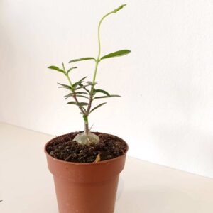 Fockea Edulis