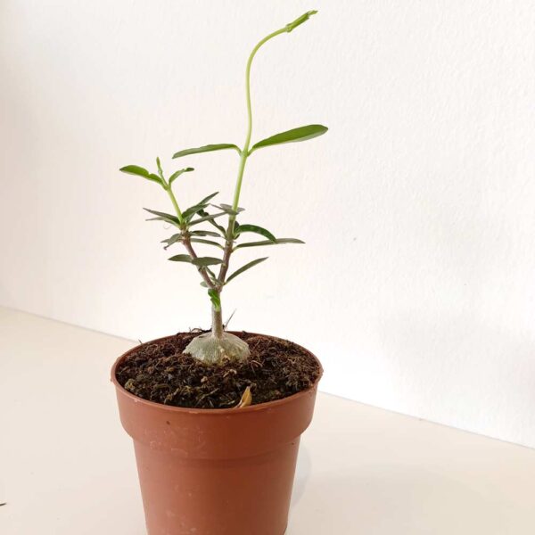Fockea Edulis