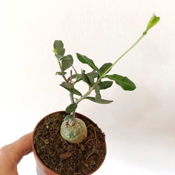 Fockea Edulis