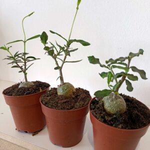 Fockea Edulis