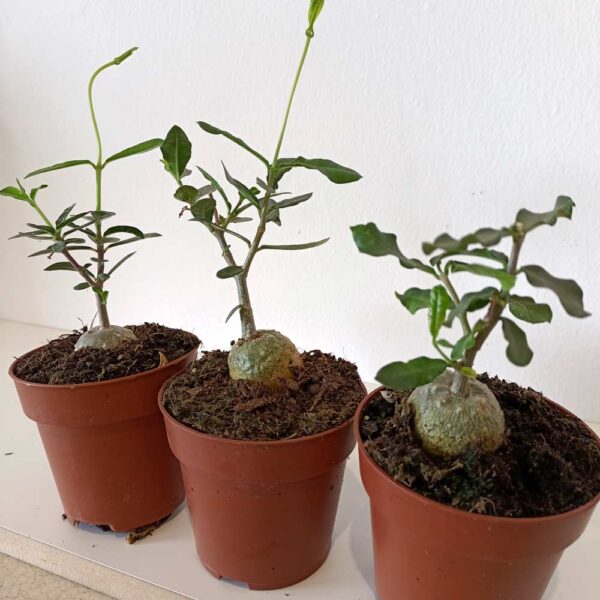 Fockea Edulis