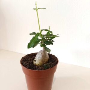 Fockea Edulis