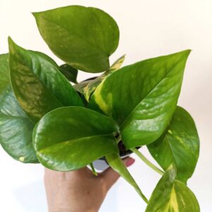 Epipremnum Aureum złociste