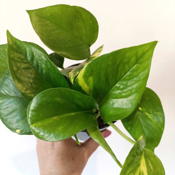 Epipremnum Aureum złociste