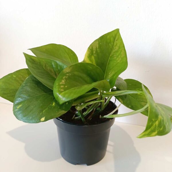 Epipremnum Aureum złociste