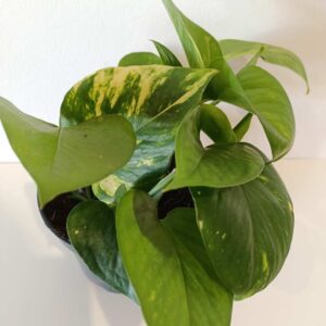 Epipremnum Aureum złociste