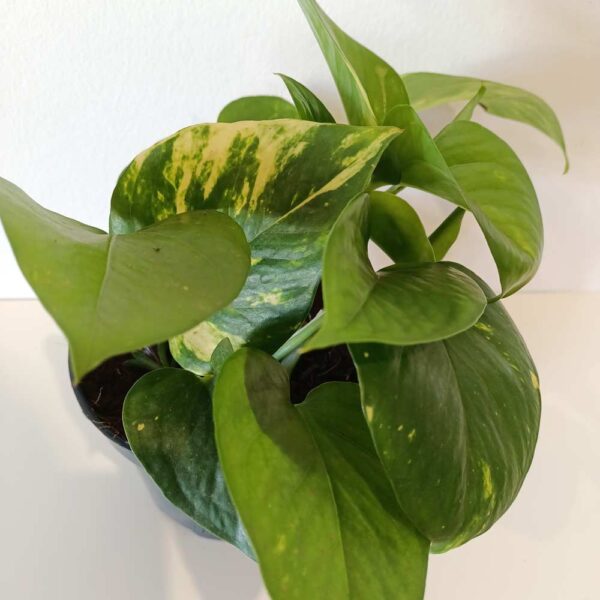 Epipremnum Aureum złociste Epipremnum Aureum złociste