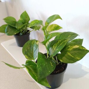 Epipremnum Aureum złociste