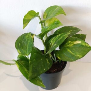 Epipremnum Aureum złociste
